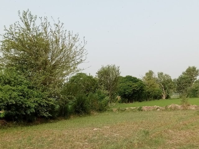 IMG_20210611_065852_838.jpg