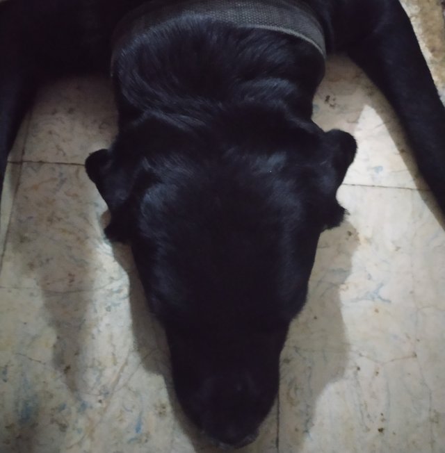 #art  #pet #dog #love # friends #steem #diary.jpg