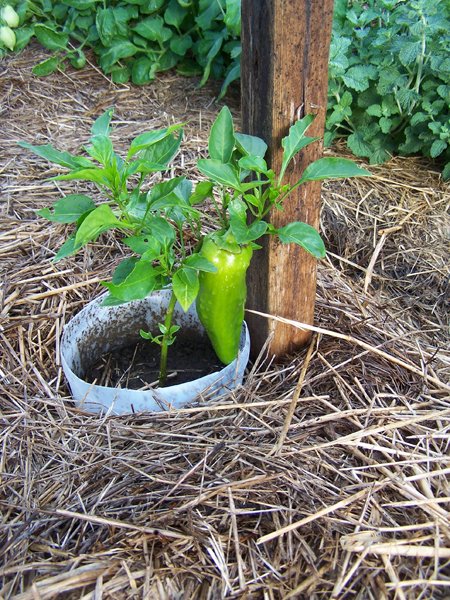 Big garden - Kapija pepper crop Aug. 2018.jpg