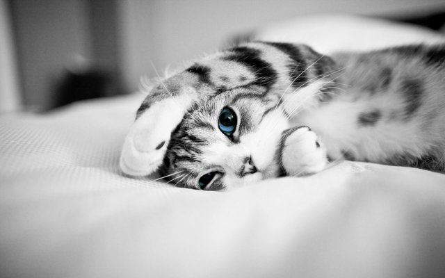 Blue-Eye-Cat-black-and-white-pics-wallpaper.jpg