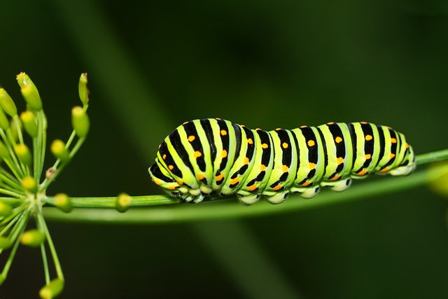 caterpillar-7434958_1280.jpg