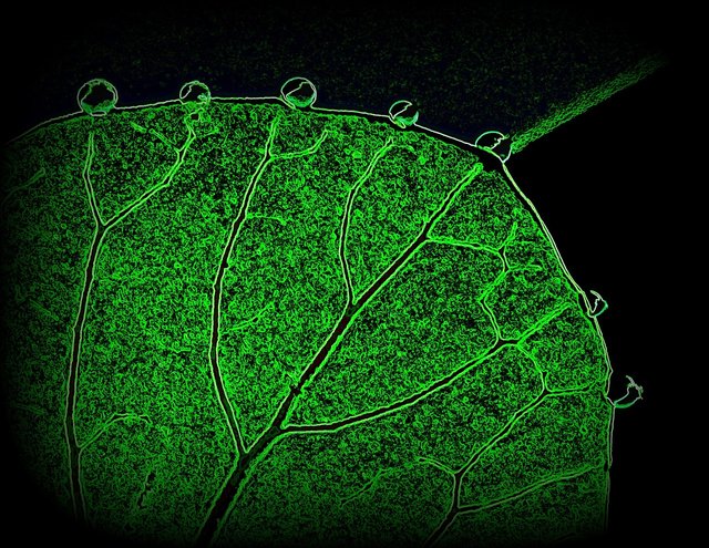 leaf-1388854_1280.jpg