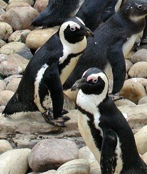 pinguinos africano.jpg