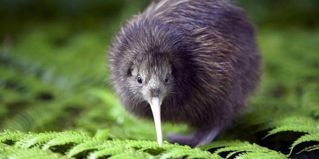 Kiwi_1.jpg