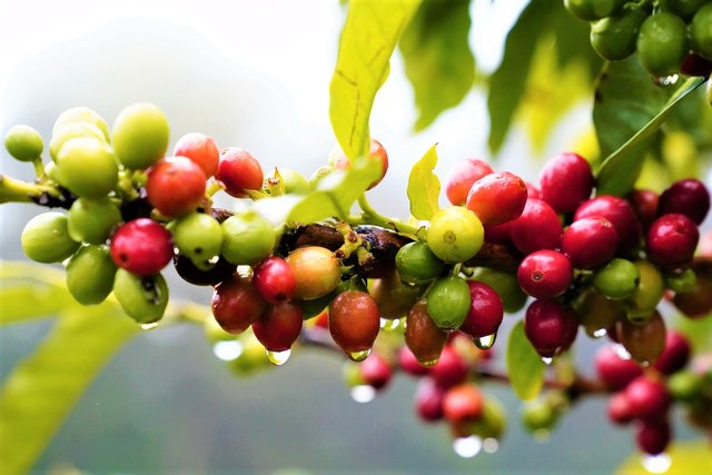 coffee-cherries-wet-improved.jpg