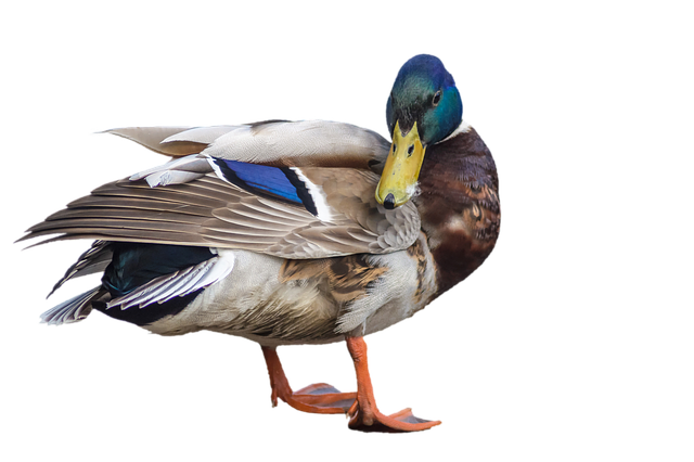 duck-1978680_640.png