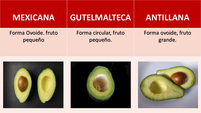 fruto.png