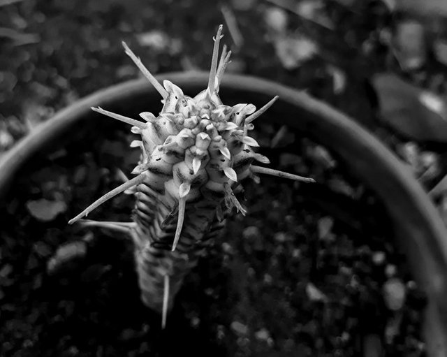 variegated euphorbia mammilaris.jpg