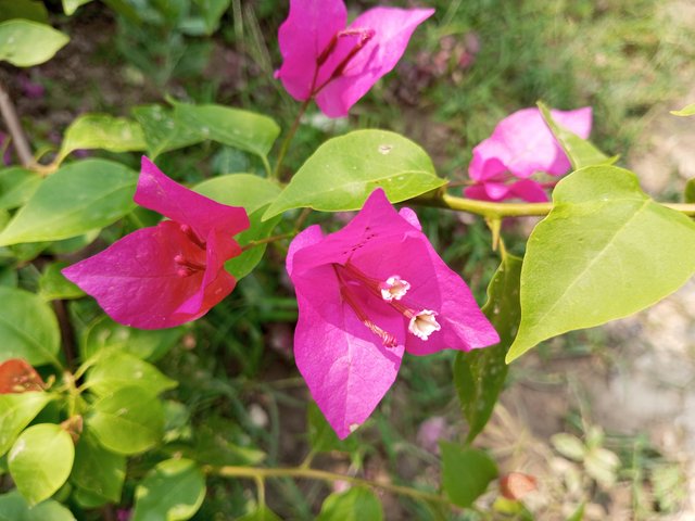 IMG_20250513_132957_491.jpg