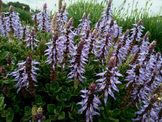 Plectranthus-neochilus.jpg