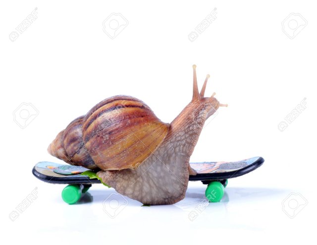 20201799-snail-on-a-skateboard-on-the-white-background.jpg