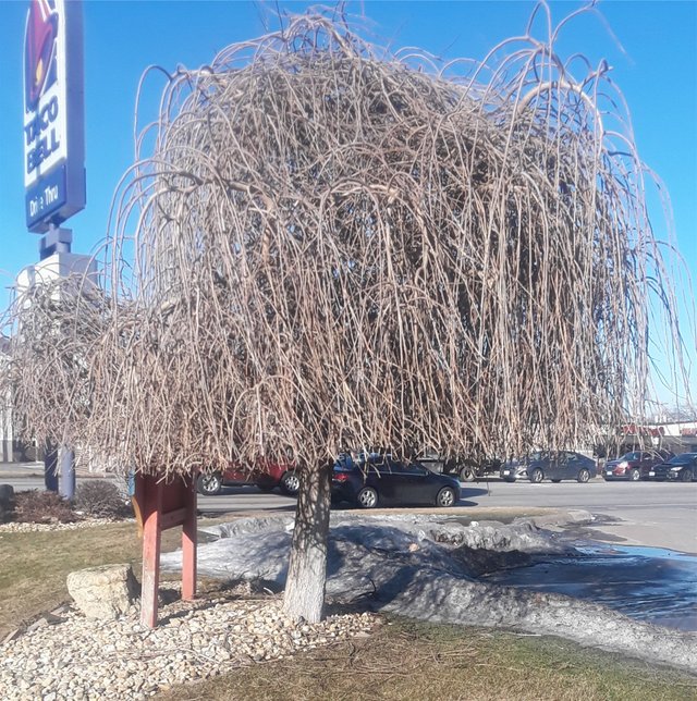 tree Beatles haircut - Copy.jpg