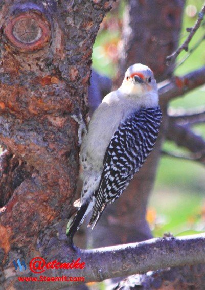 Red-Bellied Woodpecker PFW04.jpg