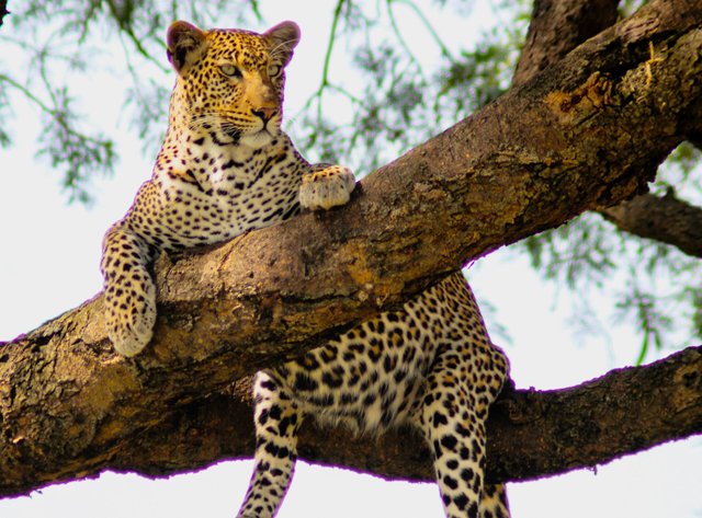 Best Places for Big Cats Safari and Gorillas Africa Uganda and Rwanda.jpg