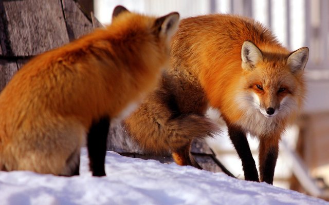 fox-3019051_1920.jpg