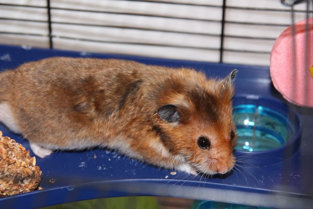 hamster-1305421_1920.jpg