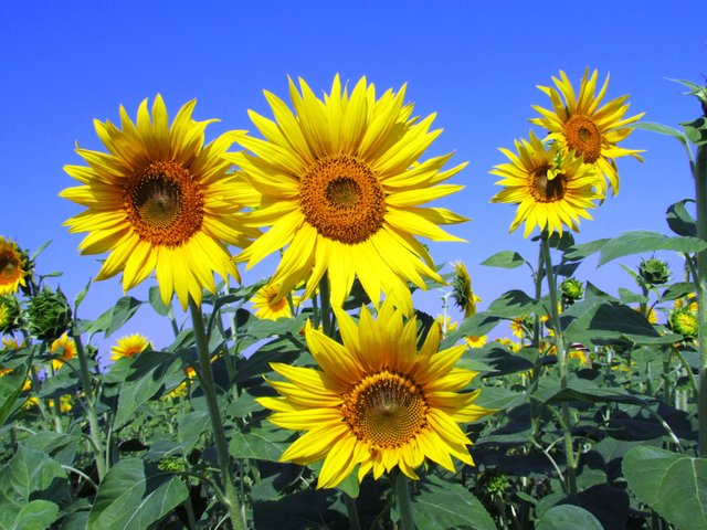 sunflowers-sunflower-yellow-petal-59990.jpeg