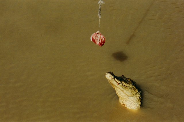 199911 Saltwater Crocodile 3.jpg