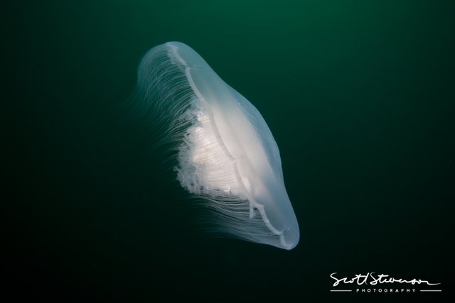 Jellyfish-2.jpg