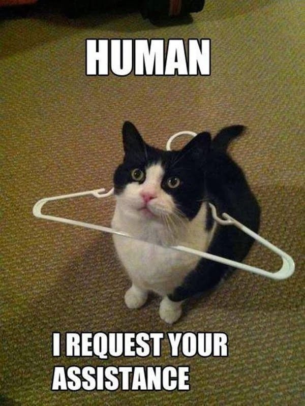 luxury-funny-cat-memes-clean-573-best-funny-cat-memes-images-on-pinterest.jpg