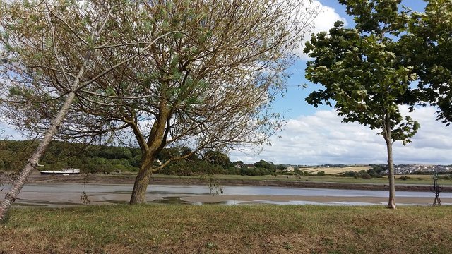River Taw.jpg