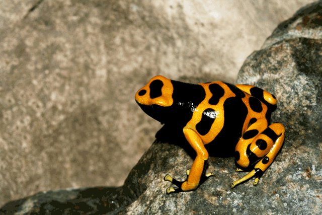 Dendrobates-leucomelas-orangebanded1E.jpg