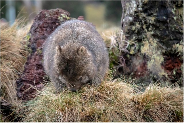 44442093735-wildlife-wombat (FILEminimizer).jpg