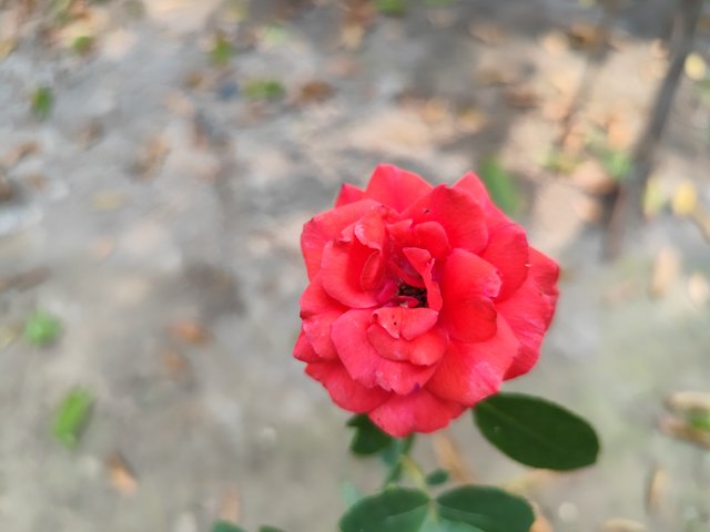 IMG_20250611_094945_1.jpg