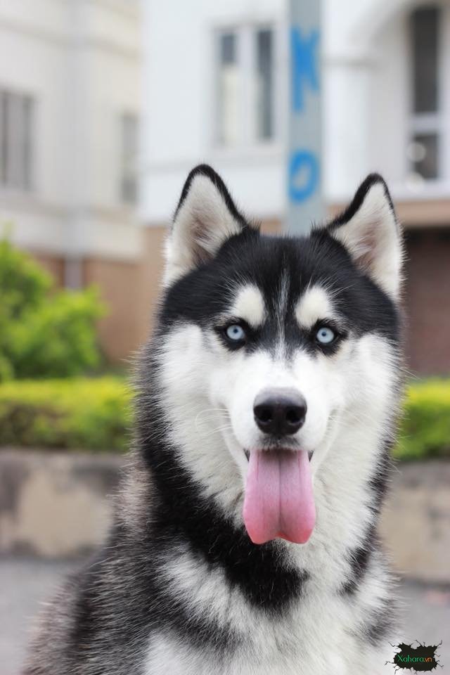 Hình-ảnh-chó-husky-đẹp.jpg