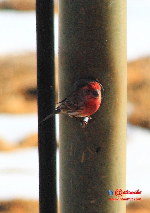 House Finch IMG_0028.JPG