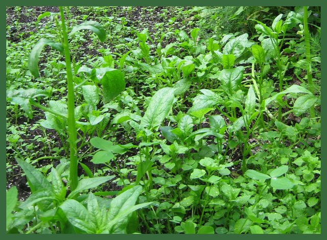 spinach with second crop.JPG