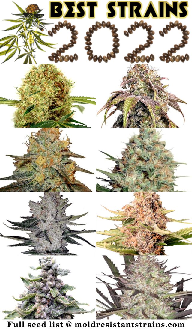 best-strains-of-weed-2022.jpg