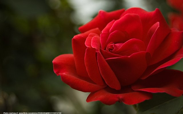 RedRose-001-062518.jpg