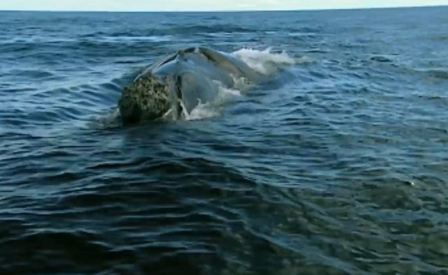 02.-Whales in Patagonia-15.jpg