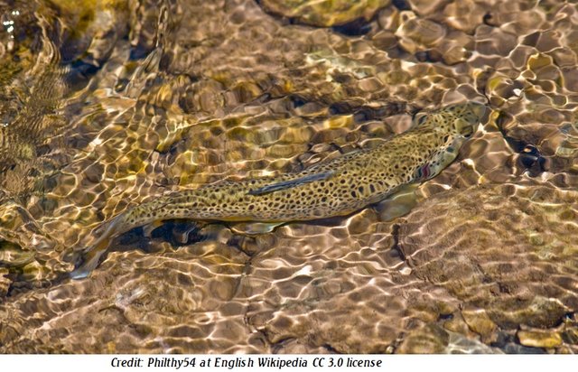 Brown trout2 Philthy54 at English Wikipedia 3.0.jpg