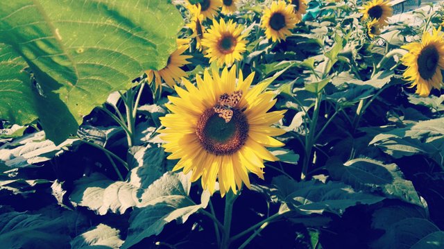 sunflower and butterfly.jpg