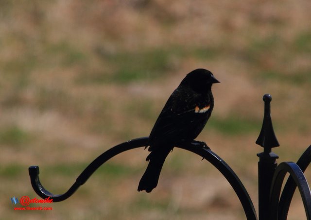 Red-Winged Blackbird IMG_0101.JPG