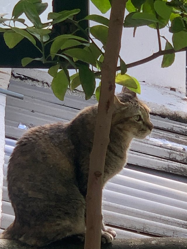 orange cat2.jpg