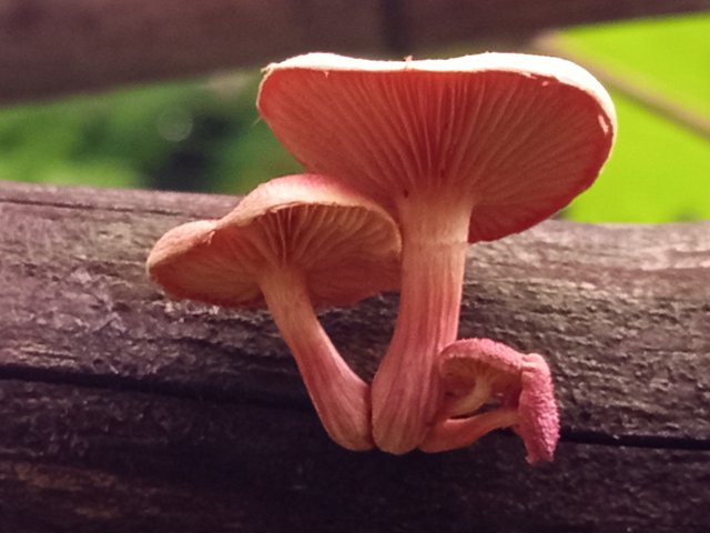 mashroom (3).jpg