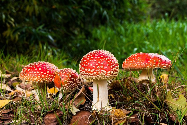 fly-agaric-516281_1280.jpg