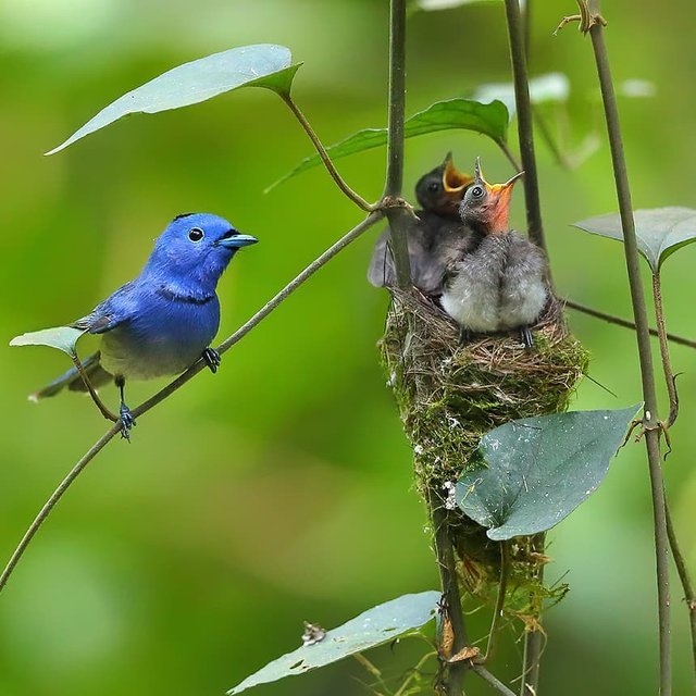 陳承光 on Instagram_ _黑枕藍鶲 Black-napped Blue Monarch_.jpg