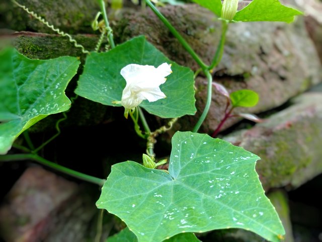 IMG_20250624_172752.jpg