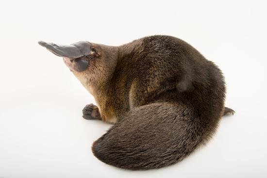 a-platypus-ornithorhynchus-anatinus-at-the-healesville-sanctuary_u-l-q135xll0.jpg