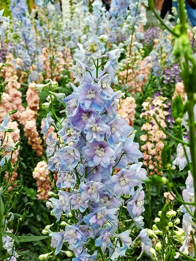 10 Candle larkspur 'Guardian Lavender'.jpg