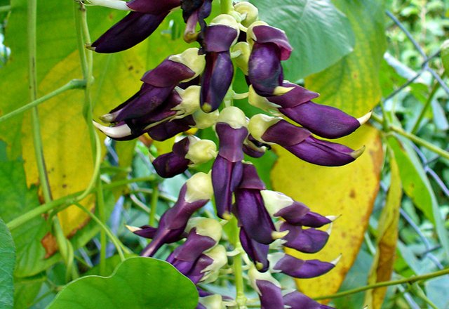 mucuna.jpg