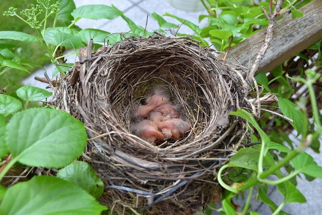 birds-nest-2289980_1280.jpg
