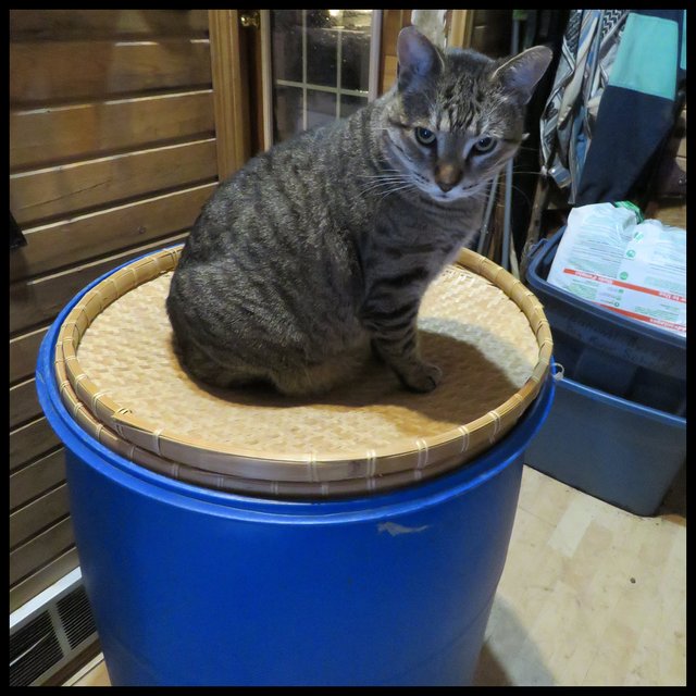 JJ sitting on water barrel.JPG