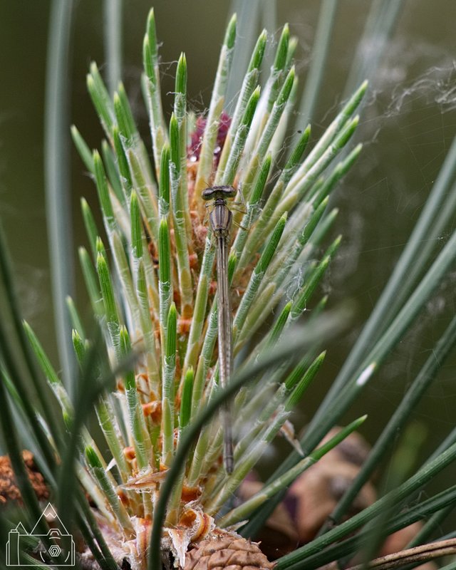 Damsel Fly 1.jpg