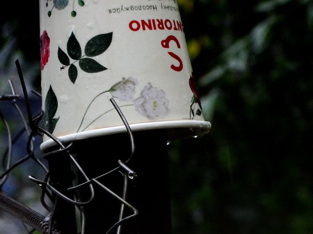 1wwDSC08984.JPG