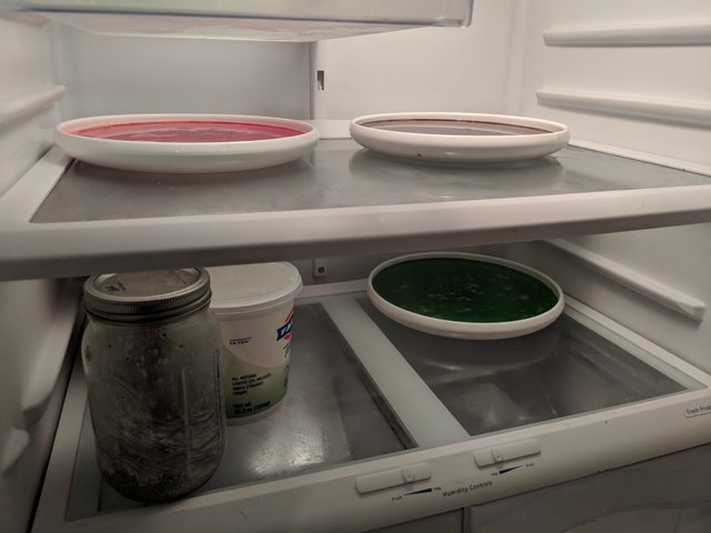 Jello Discs in fridge